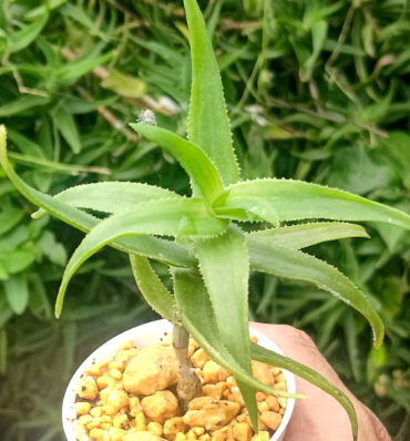 Aloe Ciliaris 15 Pieces Seeds