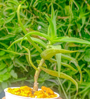 Aloe Ciliaris 15 Pieces Seeds
