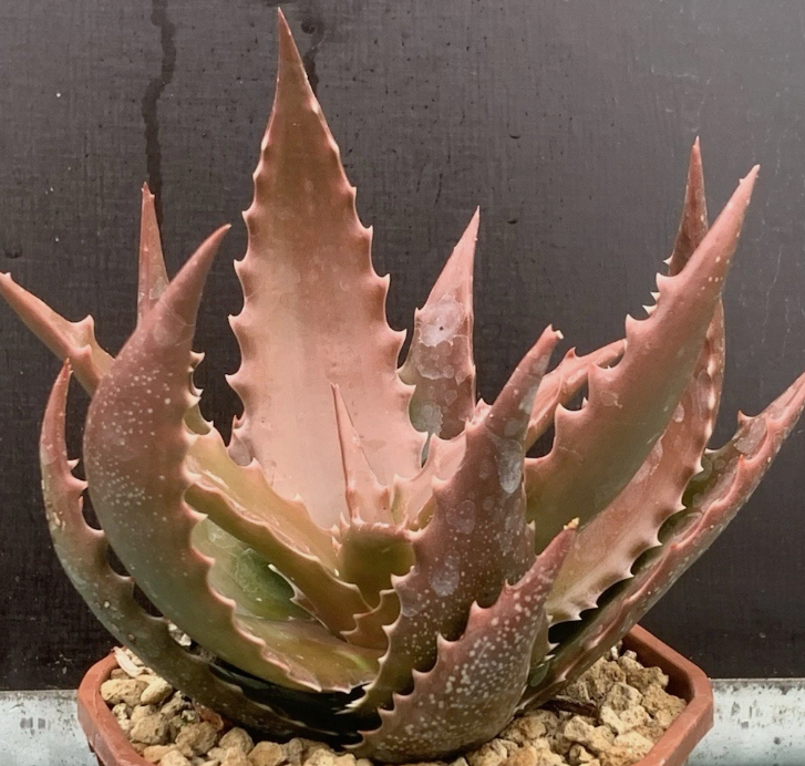 Aloe Bussei 15 Pieces Seeds