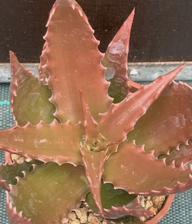 Aloe Bussei 15 Pieces Seeds