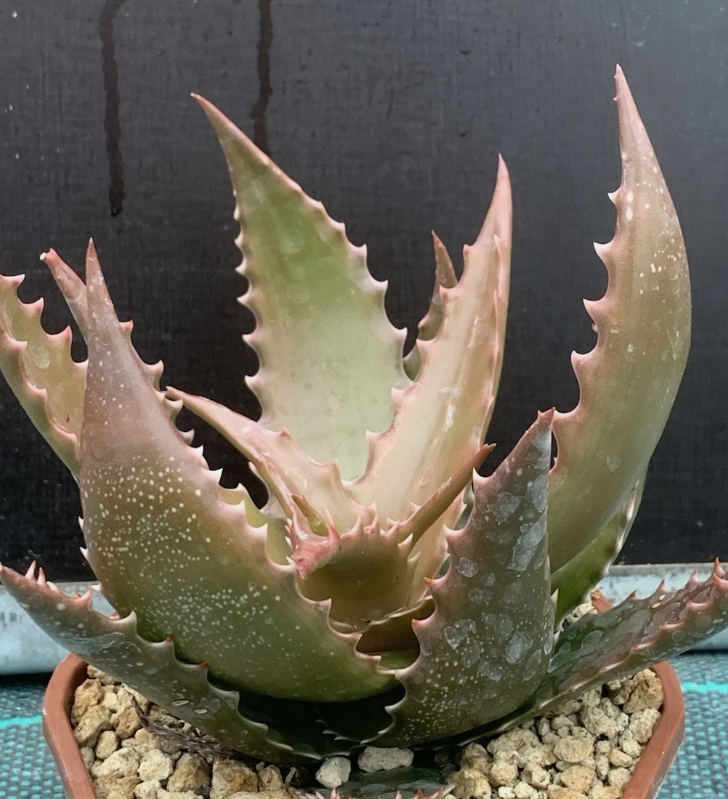 Aloe Bussei 15 Pieces Seeds