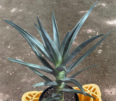 Aloe Hercules 15 Pieces Seeds