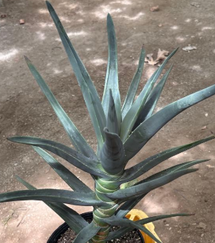 Aloe Hercules 15 Pieces Seeds