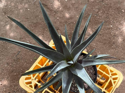 Aloe Hercules 15 Pieces Seeds