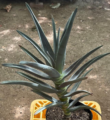 Aloe Hercules 15 Pieces Seeds