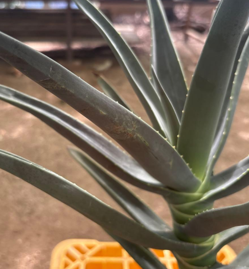 Aloe Hercules 15 Pieces Seeds