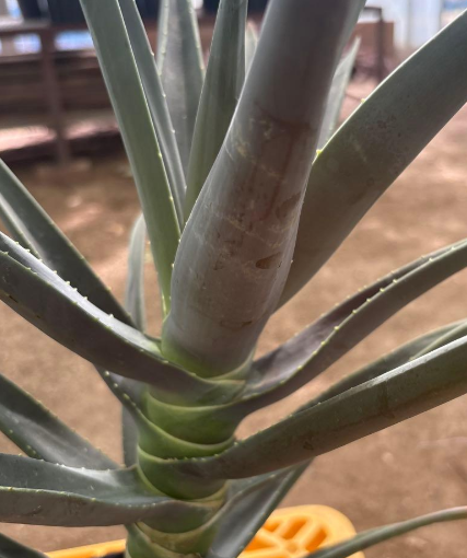 Aloe Hercules 15 Pieces Seeds