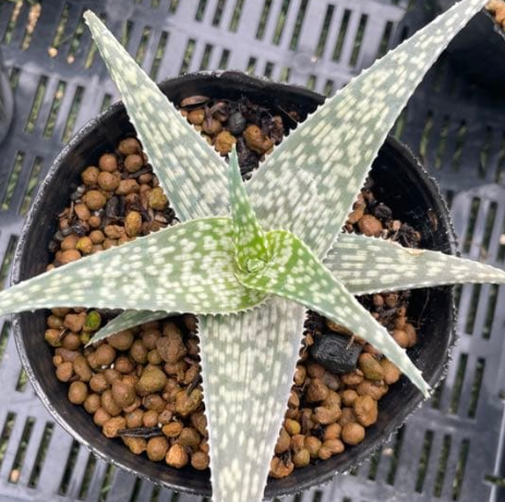 Aloe 'White Fox' 15 Pieces Seeds