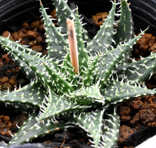 Aloe 'Pepe' 15 Pieces Seeds