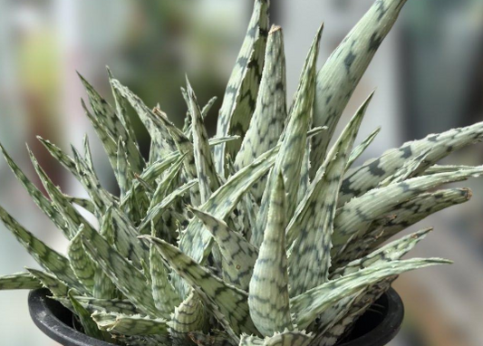 Aloe 'Blizzard' 15 Pieces Seeds