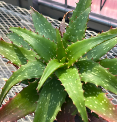 Aloe 'Night Sky' 15 Pieces Seeds