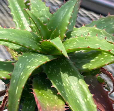 Aloe 'Night Sky' 15 Pieces Seeds