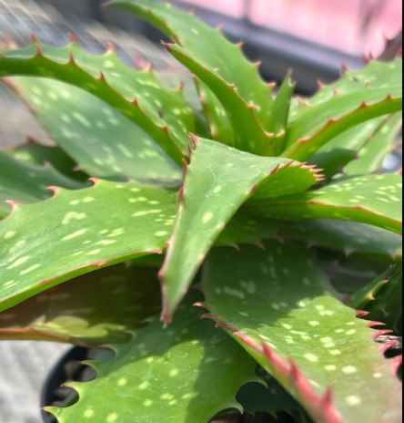 Aloe 'Night Sky' 15 Pieces Seeds