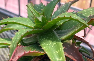 Aloe 'Night Sky' 15 Pieces Seeds