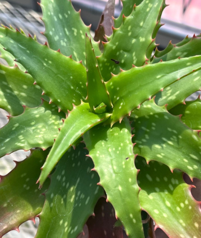 Aloe 'Night Sky' 15 Pieces Seeds