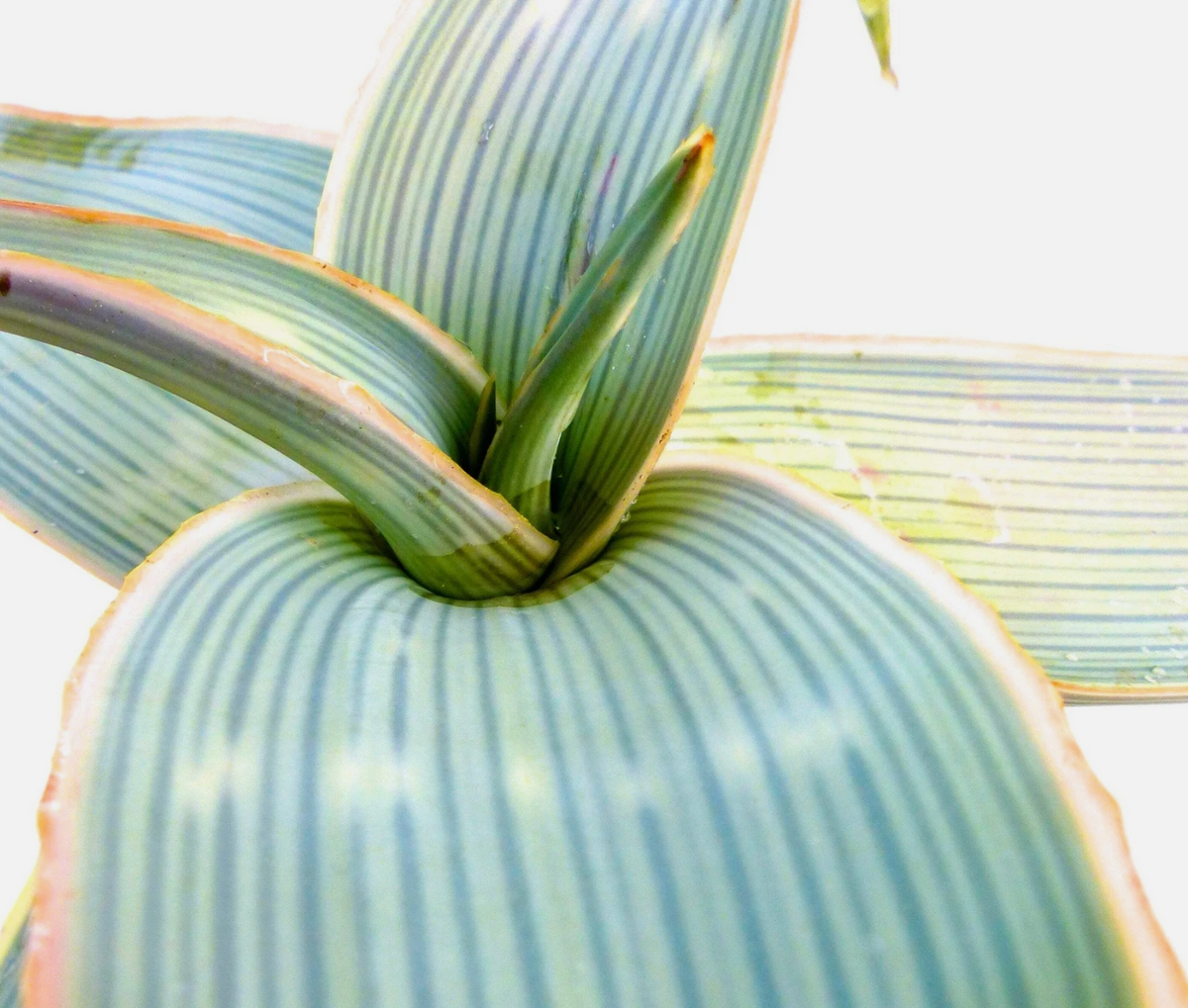 Aloe karasbergensis 20 Pieces Seeds