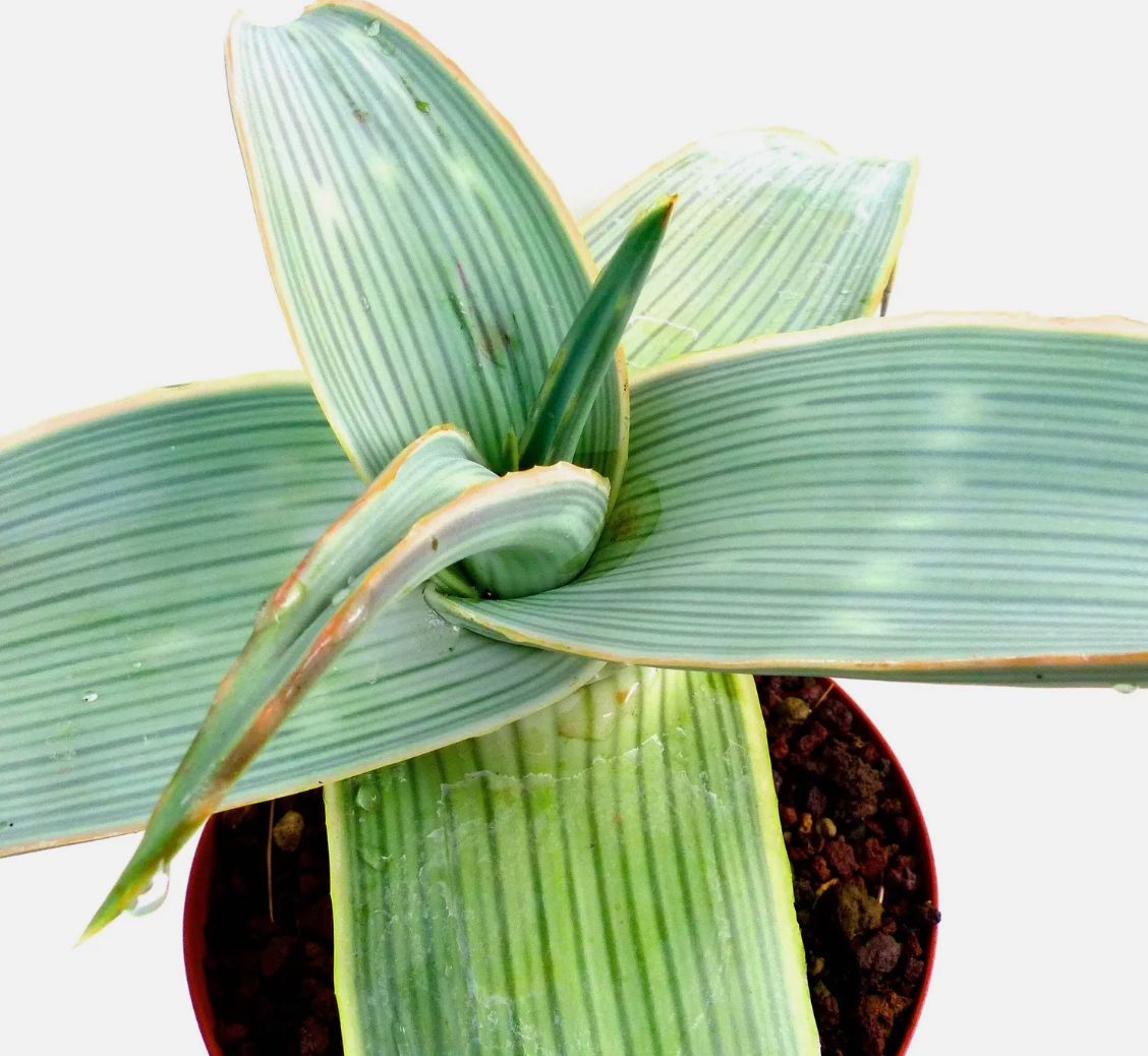 Aloe karasbergensis 20 Pieces Seeds