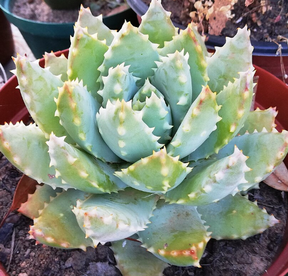Aloe brevifolia var. depressa 10 Pieces Seeds