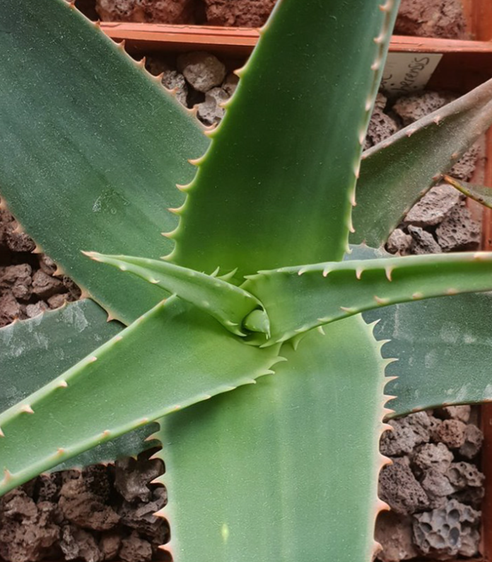 Aloe haggeherensis 20 Pieces Seeds