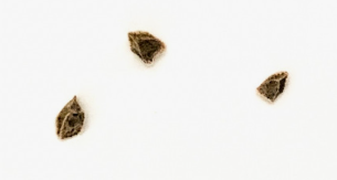 Aloe rapanarivoi 20 Pieces Seeds