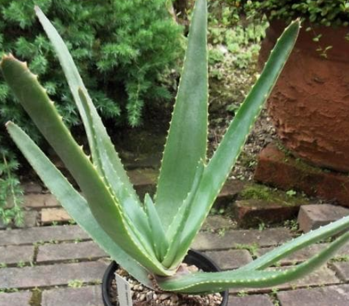 Aloe rapanarivoi 20 Pieces Seeds