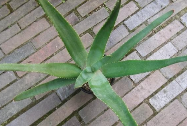 Aloe rapanarivoi 20 Pieces Seeds