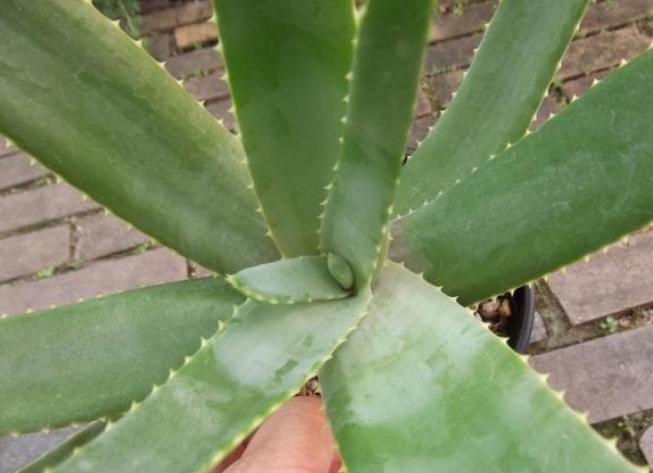 Aloe rapanarivoi 20 Pieces Seeds