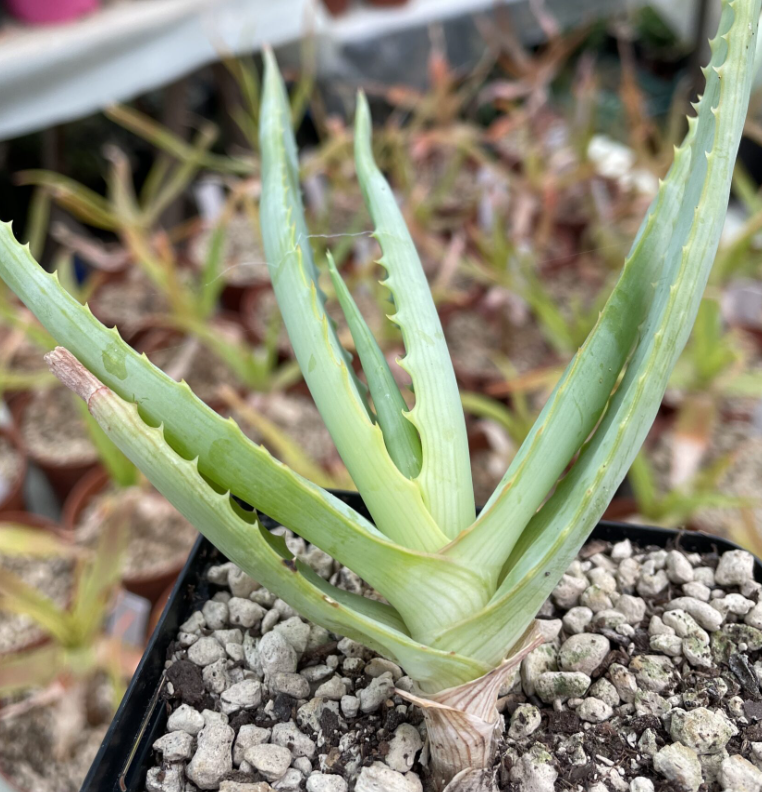 Aloe hardyi 20 Pieces Seeds