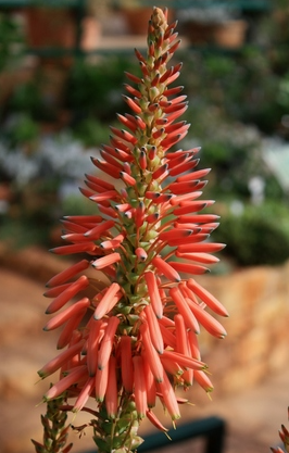 Aloe hardyi 20 Pieces Seeds