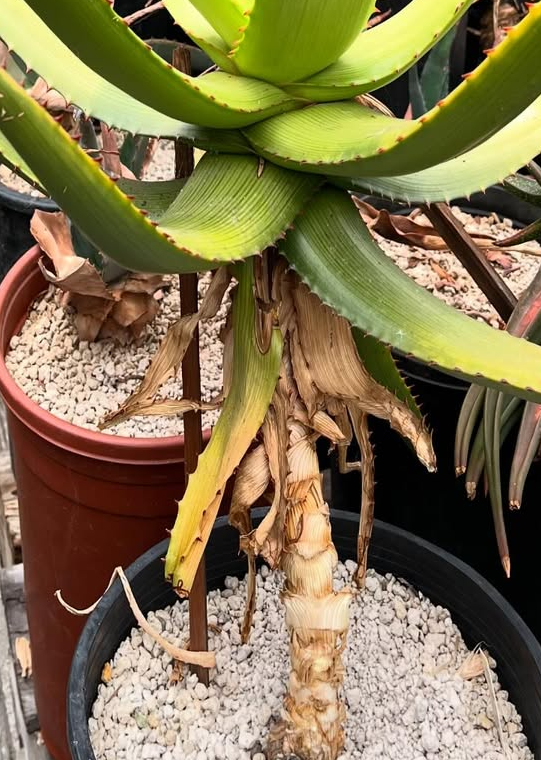 Aloe kamnelii 20 Pieces Seeds