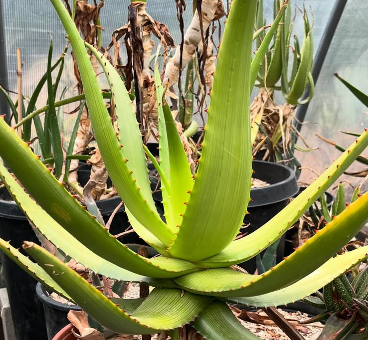 Aloe kamnelii 20 Pieces Seeds