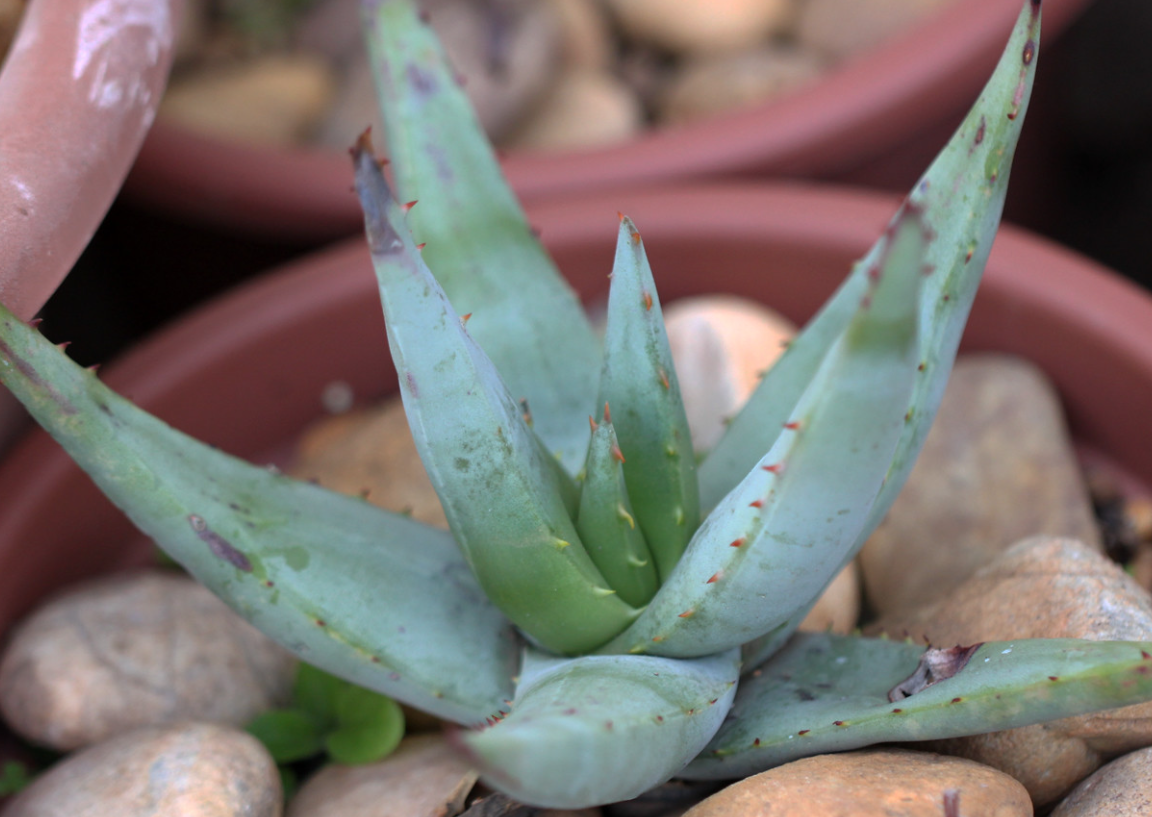 Aloe falcata 20 Pieces Seeds