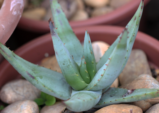 Aloe falcata 20 Pieces Seeds