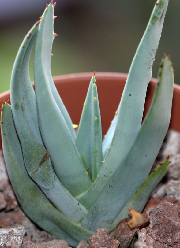 Aloe falcata 20 Pieces Seeds