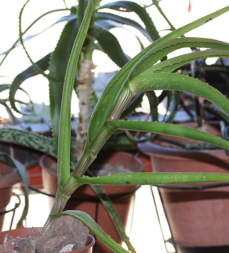 Aloe decurva 20 Pieces Seeds