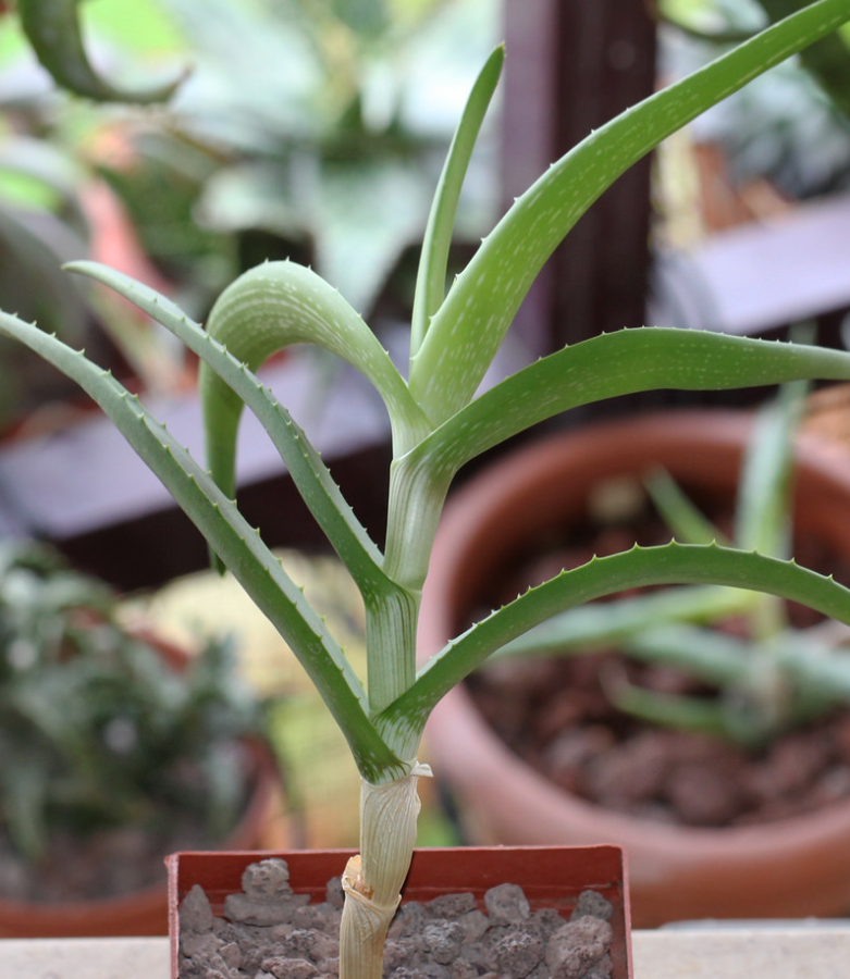 Aloe decurva 20 Pieces Seeds