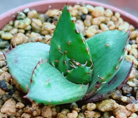 Aloe broomii var. tarkaensis 20 Pieces Seeds