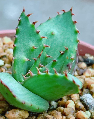 Aloe broomii var. tarkaensis 20 Pieces Seeds