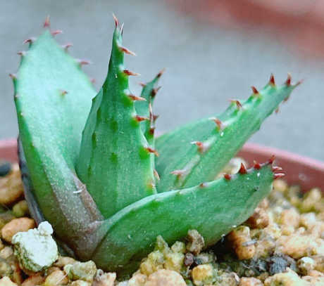 Aloe broomii var. tarkaensis 20 Pieces Seeds