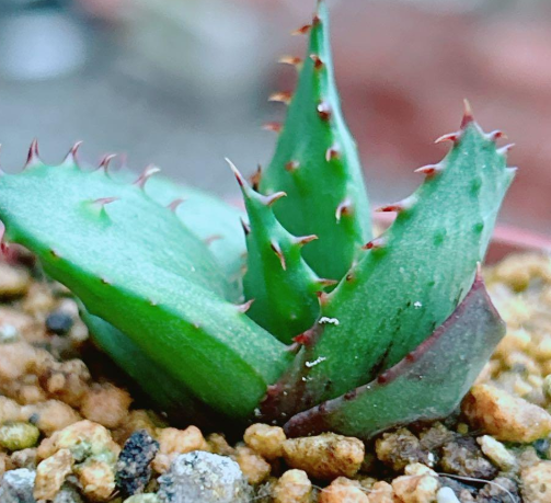 Aloe broomii var. tarkaensis 20 Pieces Seeds