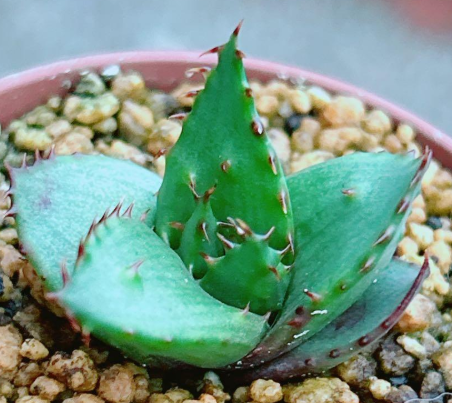 Aloe broomii var. tarkaensis 20 Pieces Seeds