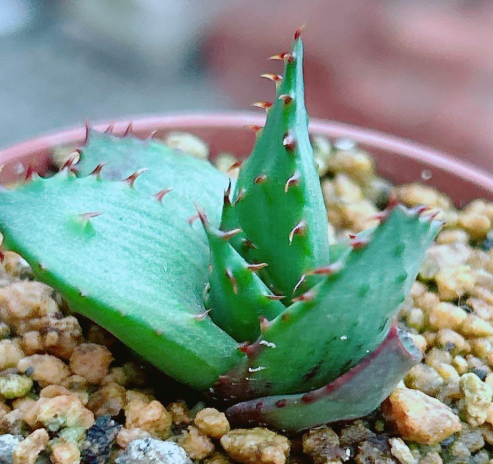 Aloe broomii var. tarkaensis 20 Pieces Seeds