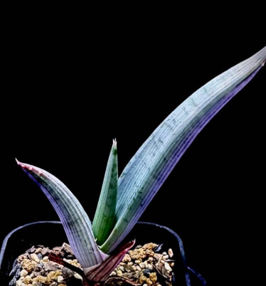 Aloe comosa 15 Pieces Seeds