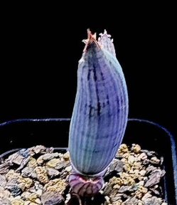 Aloe comosa 15 Pieces Seeds