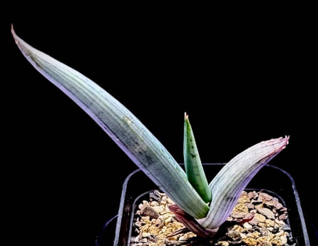 Aloe comosa 15 Pieces Seeds