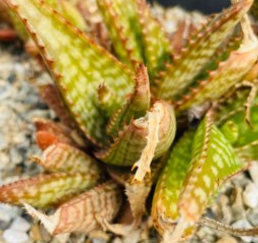 Aloe greatheadii var. davyana 15 Pieces Seeds