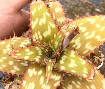 Aloe greatheadii var. davyana 15 Pieces Seeds