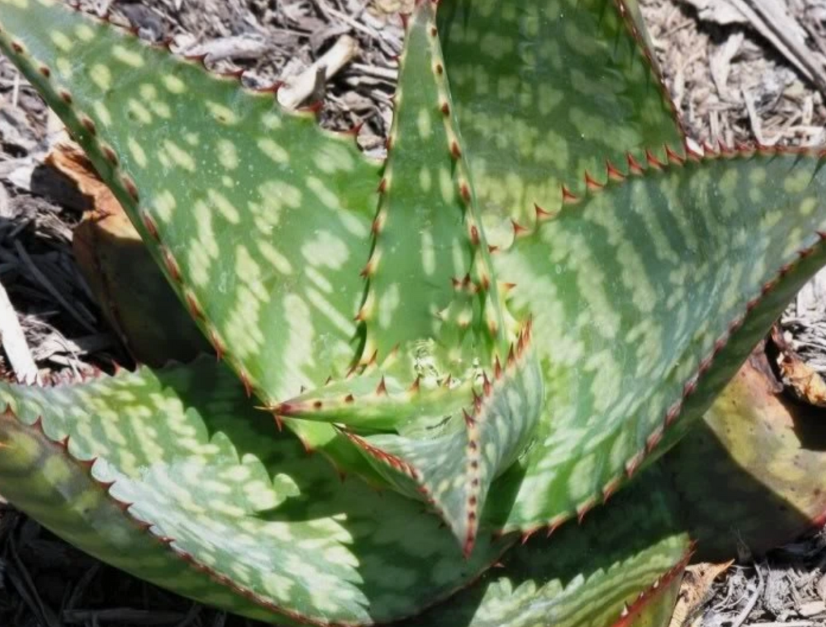 Aloe greatheadii 15 Pieces Seeds