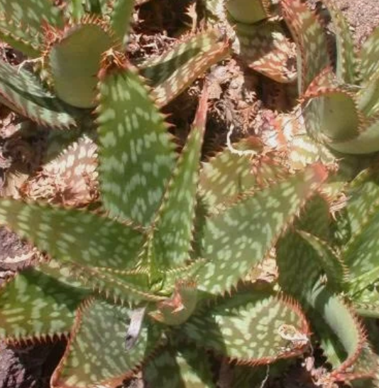 Aloe greatheadii 15 Pieces Seeds