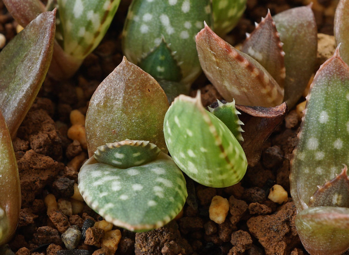 Aloe khamiesensis 15 Pieces Seeds